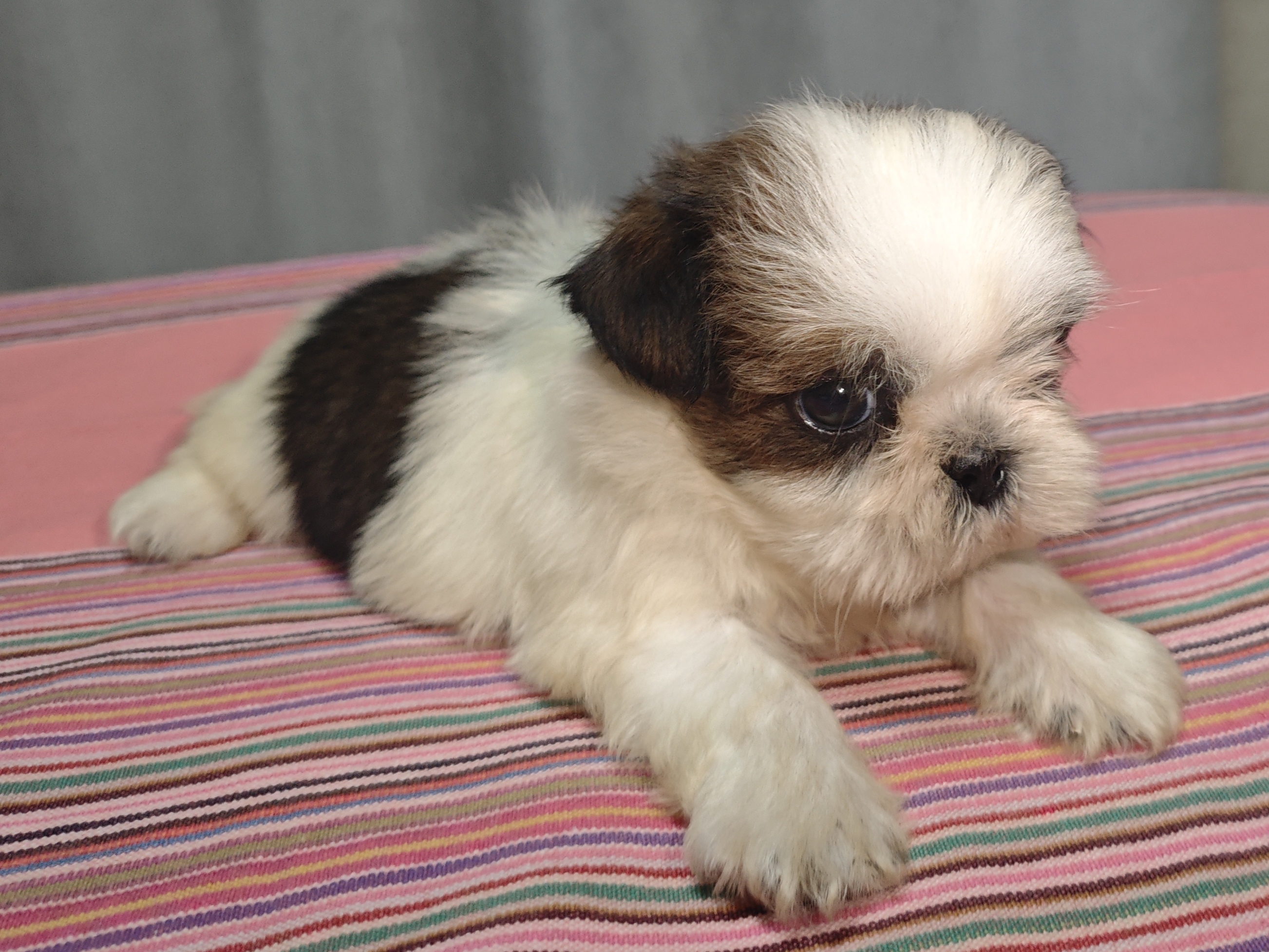 西施幼犬